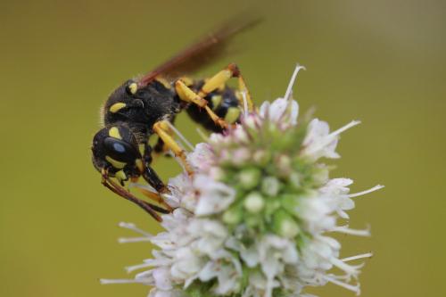 Réf. 200 073 : Cerceris flavilabris